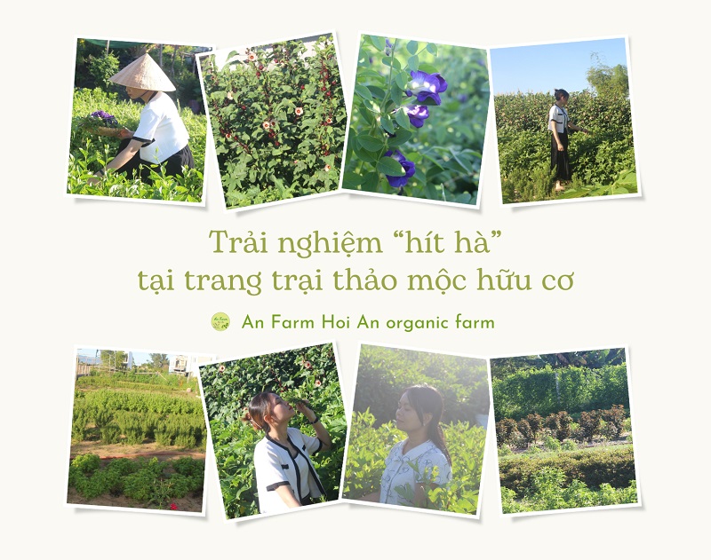 Trải nghiệm hít hà tại trang trại thảo mộc hữu cơ