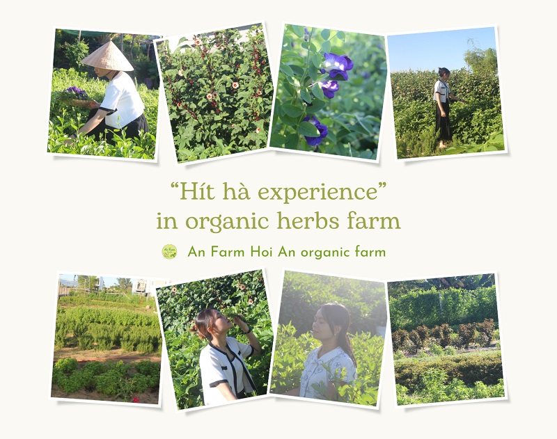 “Hít hà” experience in organic herbs farm