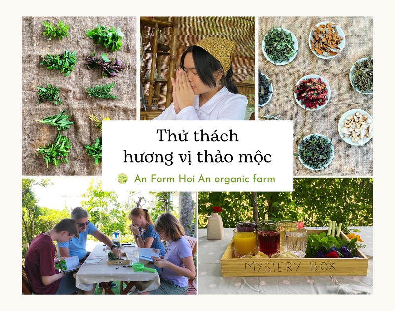 Thử thách hương vị thảo mộc tại trang trại thảo mộc hữu cơ