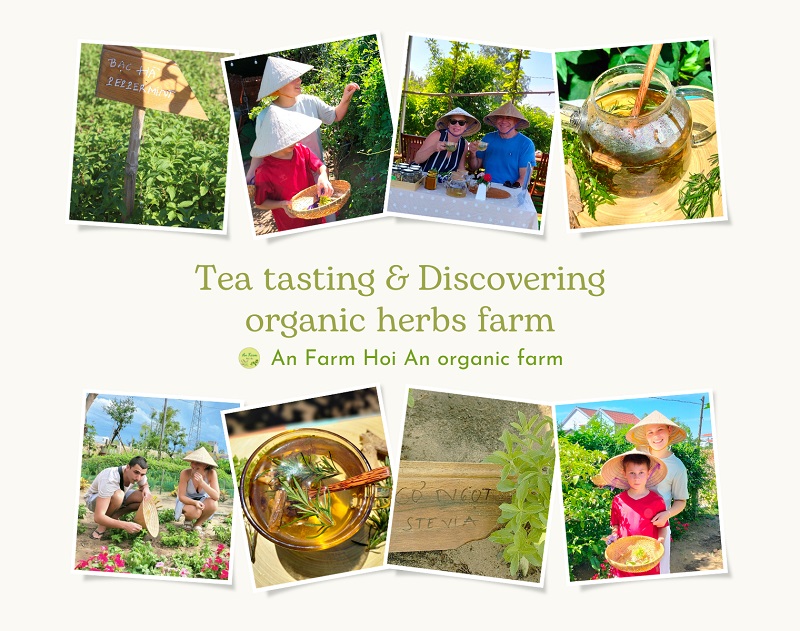Tea tasting and discovering the organic herb farm