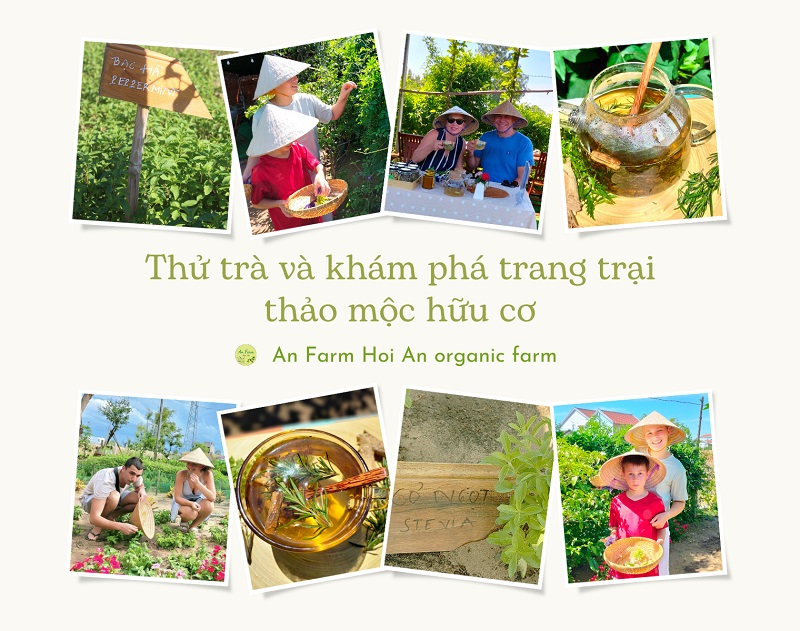 Thử trà và khám phá trang trại thảo mộc hữu cơ