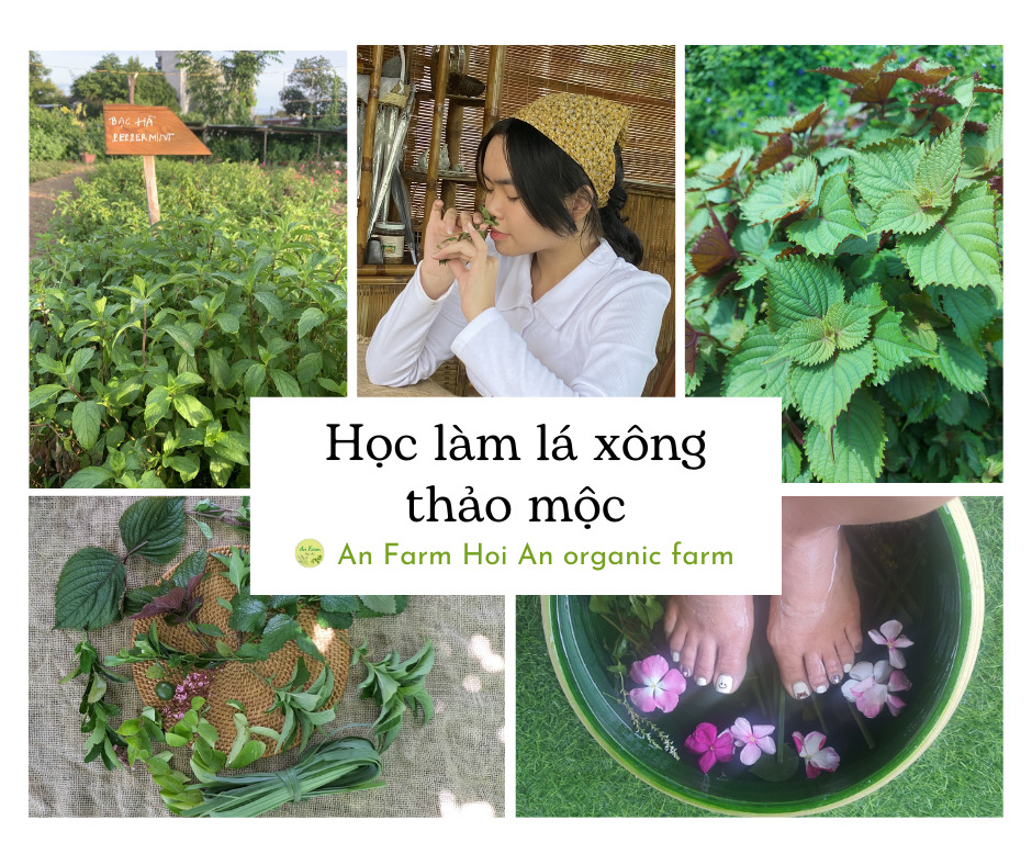 Học làm lá xông thảo mộc