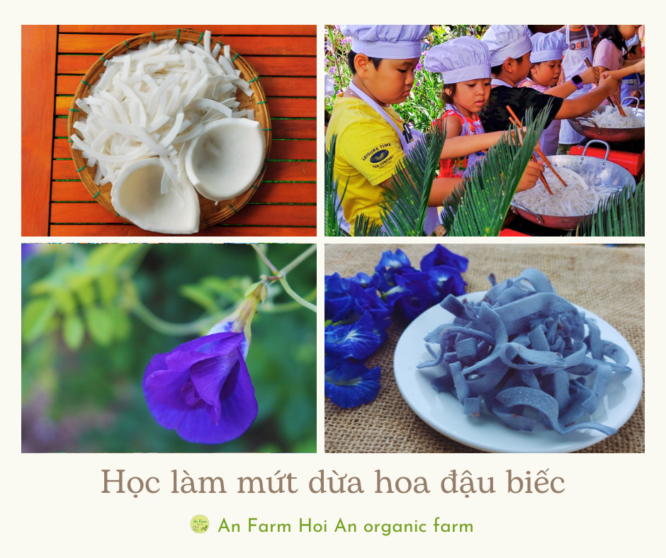 Học làm mứt dừa hoa đậu biếc