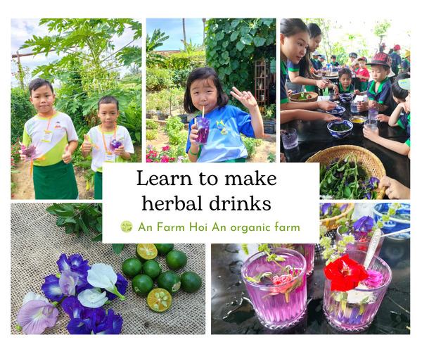 Learn to make herbal drinks