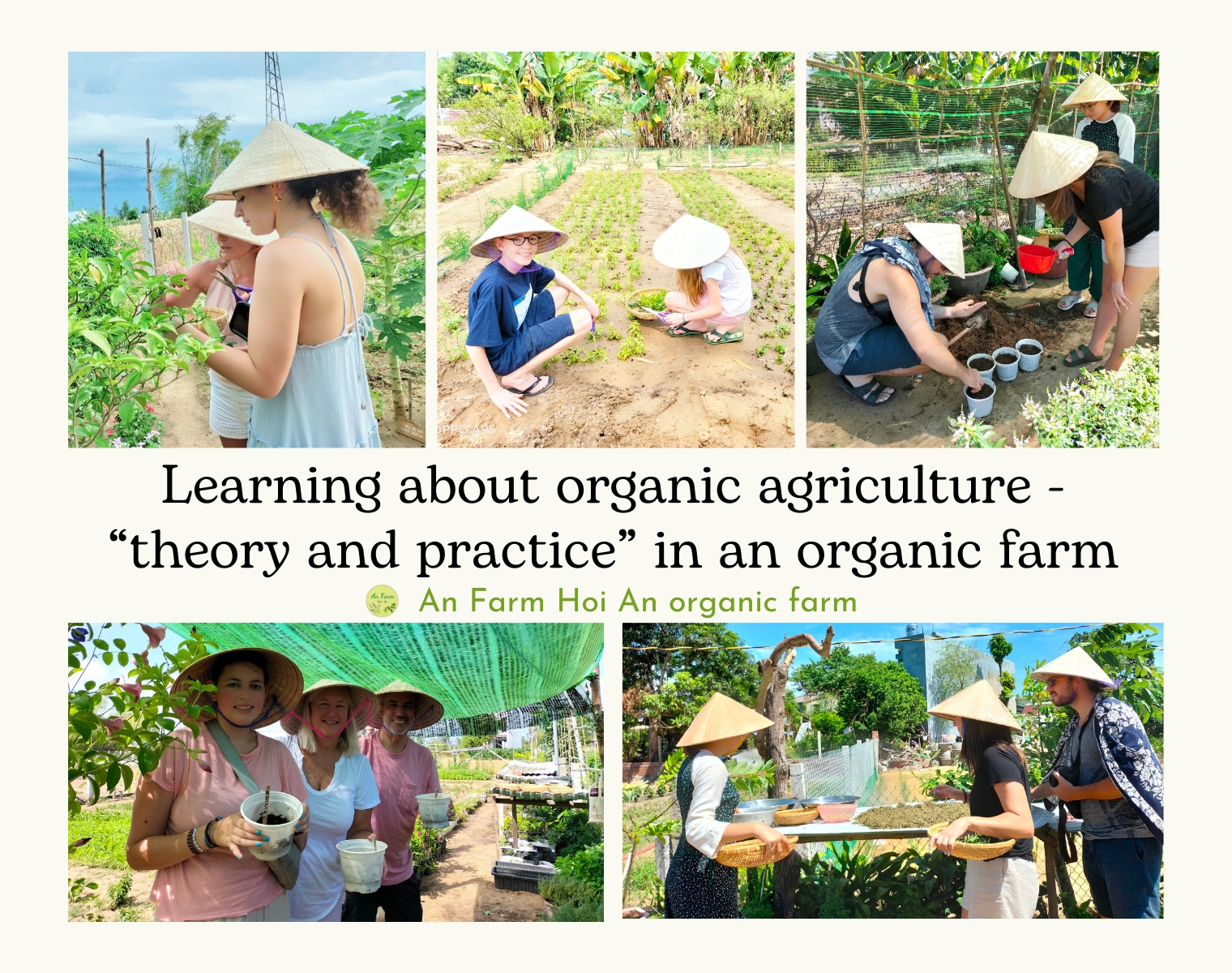 Learning about organic agriculture - “theory and practice” in an organic farm